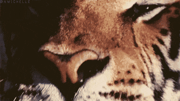tiger teeth GIF
