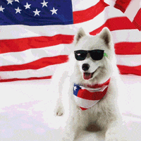 4Th Of July Deal With It GIF by Rover.com