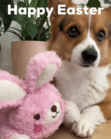 Dog Corgi GIF