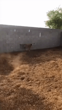Overjoyed Arizona Dog Experiences Rain for First Time