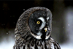 An owl turning its head while snowflakes fall