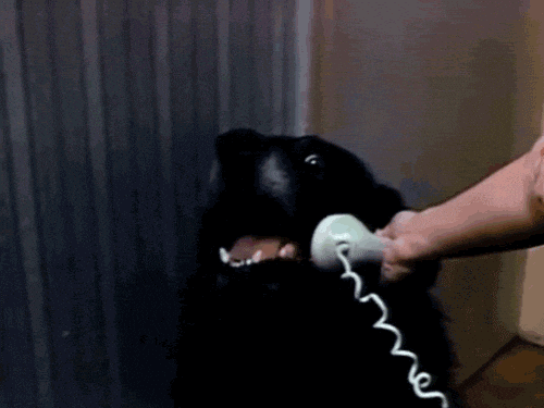 giphy.gif?cid=4d1e4f29d8cf0c03627d2651fad12fa0853821d0ff5b8fc3&rid=giphy.gif