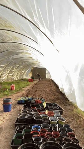 Gewächshausliebe GIF