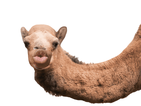 geico camel face