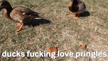 Ducks GIF