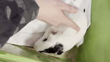 Monmouth County SPCA GIF