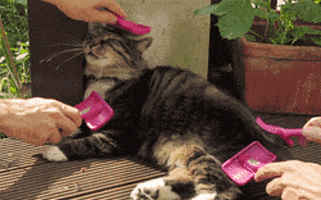 cat grooming GIF