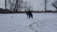 Rescue Horse Bella From Florida Frolicks in Mason Snow
