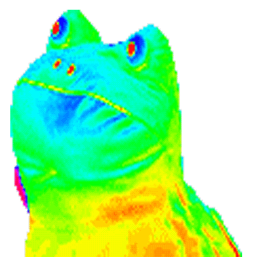 Rainbow Frog Meme Gif Davidchirot - Riset
