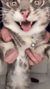 Dobronxsjon GIF