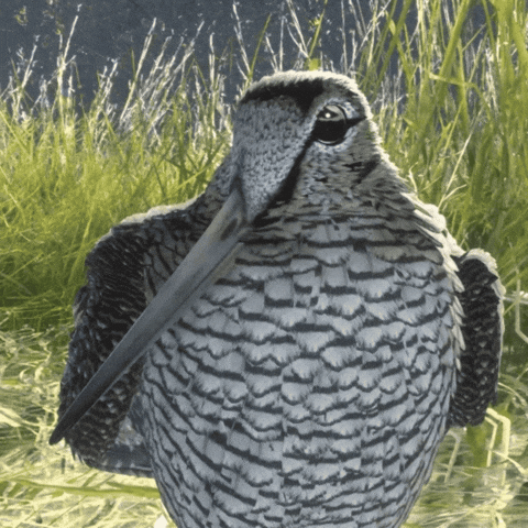 Woodcock No GIF by theHunter: Call of the Wild (Official)