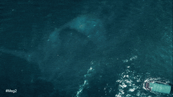 The Trench Shark GIF by Warner Bros. Pictures