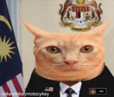 Malaysia Funny Cat GIF