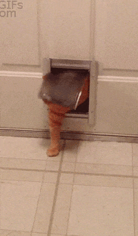 Fat Cat GIF - Find & Share on GIPHY Fat Cat GIF - Find & Share on GIPHY