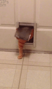 Cat Squeeze GIFs - Find & Share on GIPHY