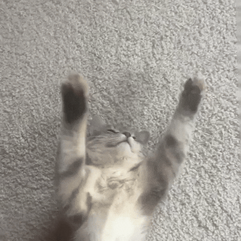Kittenlpnu GIF by lpnu
