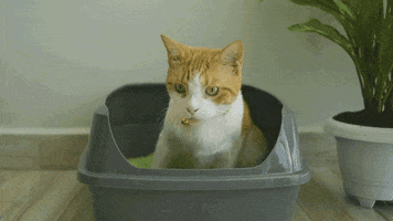 SoyKitty eco-friendly cat walking cat litter litter box GIF