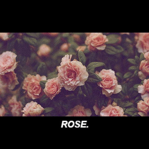 blurry rose n stuff GIF