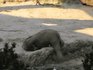 elephant oops GIF