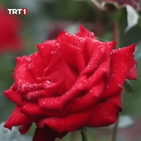 Flower Rose GIF by TRT