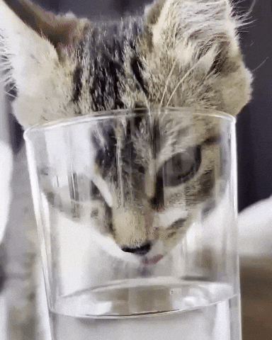 Cat Water GIF