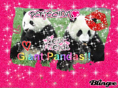 giant panda
