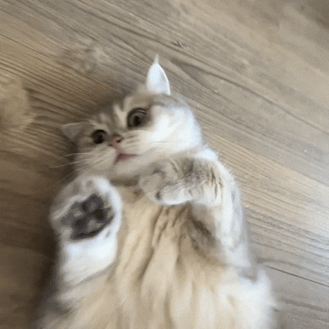 Cat Attack GIF