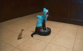 https://media2.giphy.com/media/BkhOTDvASCfwk/giphy.gif