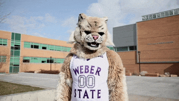 Weber State Waldo Wildcat GIF by Weber State University