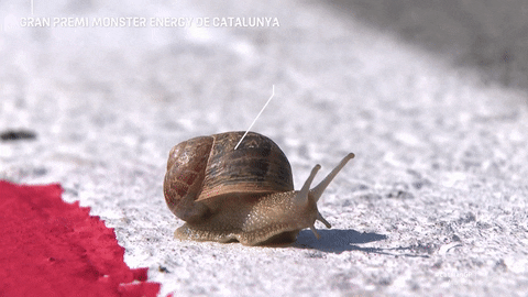Snail GIFs - Get the best GIF on GIPHY