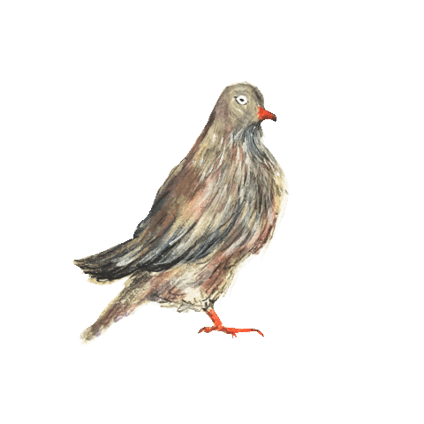 Animated Sticker