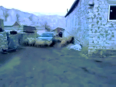 giphy.gif
