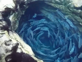 into the abyss fish GIF