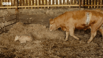 200.gif?cid=fc005b0898364353dd6677b6ed5ee40678eba0c20d051567&rid=200.gif&ct=g