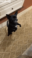 Walking Backwards Doesnt Bother This Well Balanced Chihuahua GIF by ViralHog
