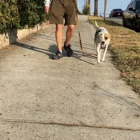Happy Dog GIF by arielle-m