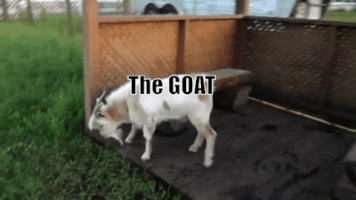 the goat GIF