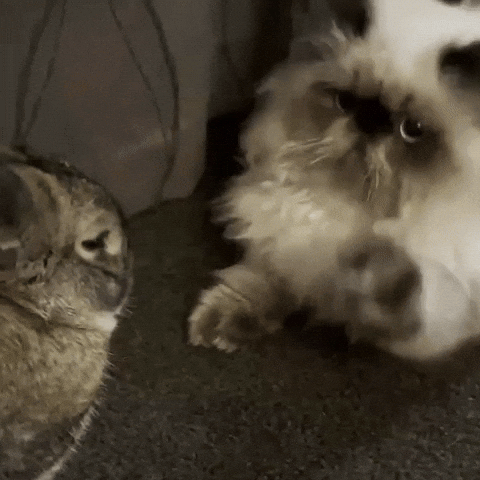 Best Friends Kitten GIF by NZ Collab