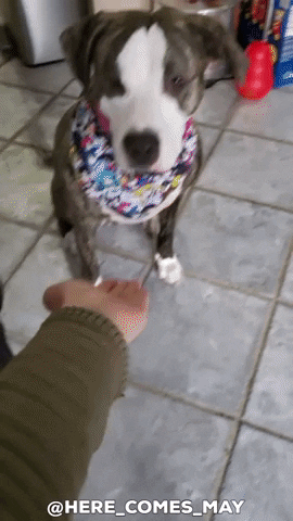 High Five Shake GIF by Geekster Pets