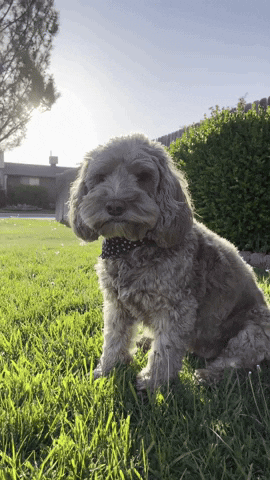 Dog GIF
