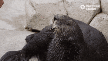 sea otter ok GIF by Monterey Bay Aquarium