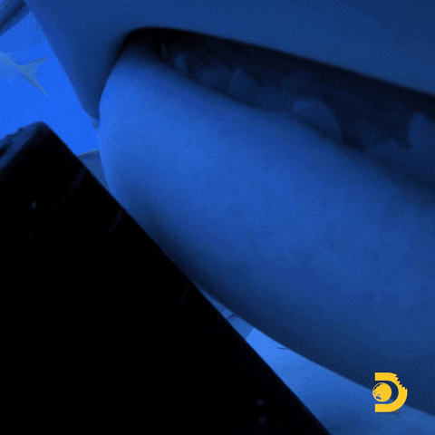 Mothersharker GIF by Shark Week