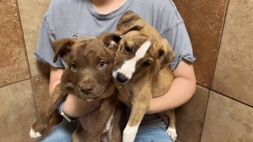 Dogs Puppy GIF by Operation Kindness