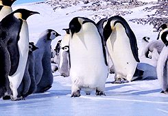 Penguin slipping on ice.
