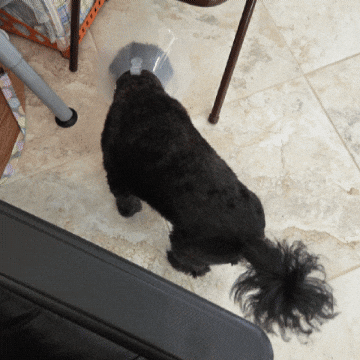 Casper GIF