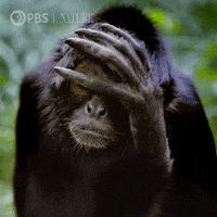 Pbs Nature Monday GIF by Nature on PBS