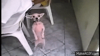 giphy.gif?cid=790b761104a9e8c13c692b7119