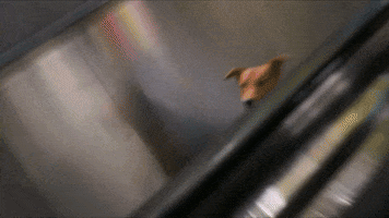 Tar Dog Escalator GIF