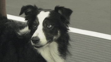 Border Collie What GIF by American Kennel Club