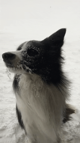 girlswithoutclothes dog snow winter border colie GIF